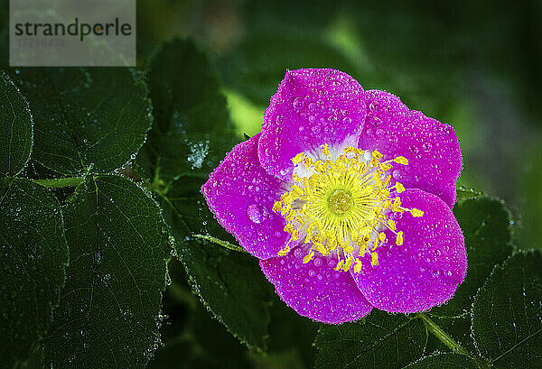 Nahaufnahme einer Wildrose (Rosa acicularis) mit Wassertropfen; Calgary  Alberta  Kanada