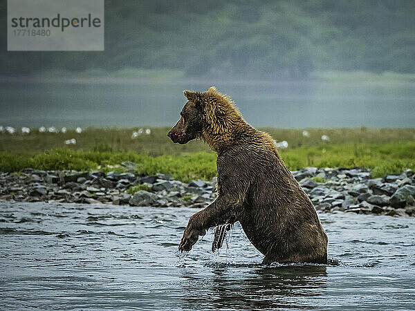 Küstenbraunbär (Ursus arctos horribilis) auf den Hinterbeinen stehend im Wasser beim Lachsfang im Geographic Harbor; Katmai National Park and Preserve  Alaska  Vereinigte Staaten von Amerika