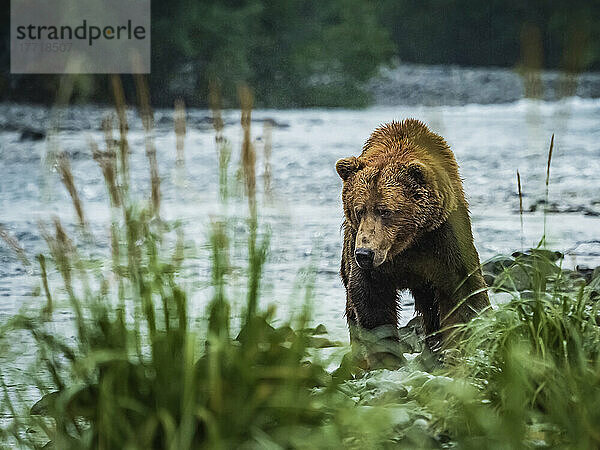 Küstenbraunbär (Ursus arctos horribilis)  der am Ufer entlang läuft und im Geographic Harbor nach Lachsen fischt; Katmai National Park and Preserve  Alaska  Vereinigte Staaten von Amerika