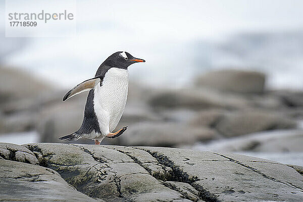 Eselspinguin (Pygoscelis papua) läuft über Felsen und hebt den Fuß; Antarktis