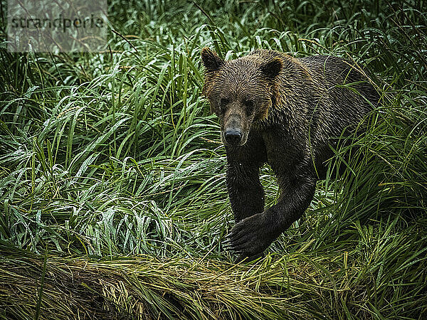 Küstenbraunbär (Ursus arctos horribilis)  der am grasbewachsenen Ufer entlangläuft und im Geographic Harbor nach Lachsen fischt; Katmai National Park and Preserve  Alaska  Vereinigte Staaten von Amerika