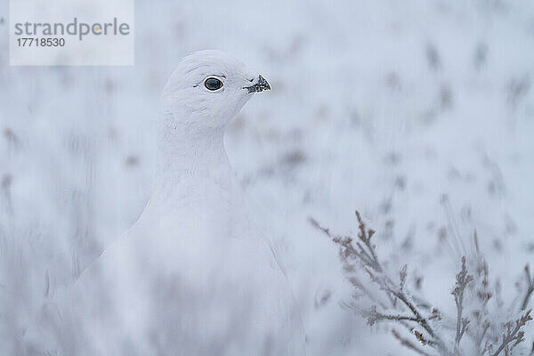 Moorschneehuhn (Lagopus lagopus) im Schnee; Churchill  Manitoba  Kanada