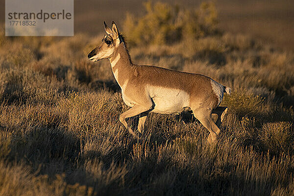 Weibliche Pronghorn-Antilope (Antilocapra americana) im schönen Abendlicht entlang der Pilot Butte Wild Horse Scenic Tour; Wyoming  Vereinigte Staaten von Amerika