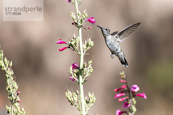 Weiblicher Breitschwanzkolibri (Selasphorus platycercus) bei der Fütterung mit rosa Blüten im Battiste Bed and Breakfast in den Huachuca Mountains im Südosten von Arizona; Sierra Vista  Arizona  Vereinigte Staaten von Amerika