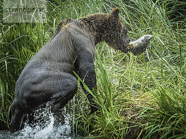 Blick von hinten auf einen Küstenbraunbären (Ursus arctos horribilis)  der mit einem Lachs im Maul aus dem Wasser auf das grasbewachsene Ufer klettert und im Geographic Harbor nach Lachsen fischt; Katmai National Park and Preserve  Alaska  Vereinigte Staaten von Amerika