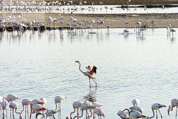 Flamingos auf einer Wasserfläche; Abu Dhabi  Vereinigte Arabische Emirate