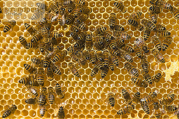 Nahaufnahme von Honigbienen (Apis mellifera) auf einer Honigwabe  Petersfield; Hampshire  England  Vereinigtes Königreich