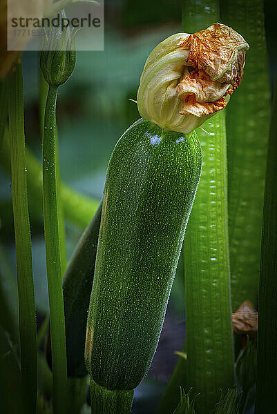 Nahaufnahme einer Zucchinifrucht mit Blüte an der Pflanze; Calgary  Alberta  Kanada