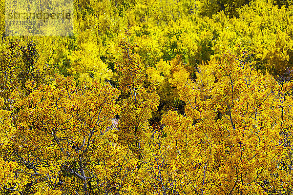 Nahaufnahme des leuchtenden Herbstlaubs in den Baumkronen eines Waldes; Calgary  Alberta  Kanada