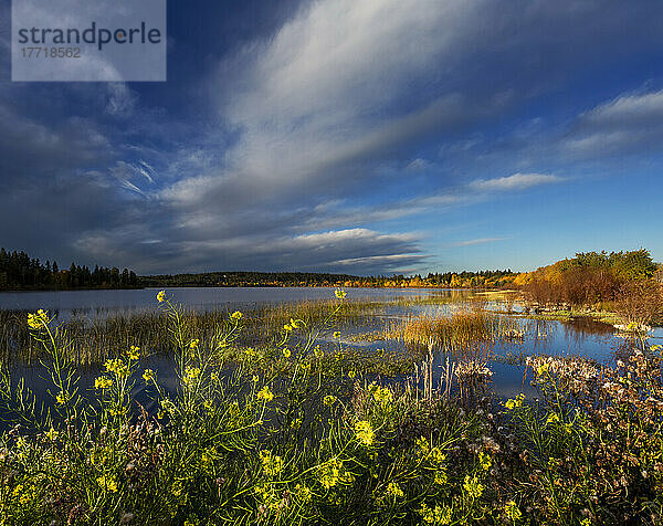 Blühende Wildblumen an einem ruhigen Teich bei Sonnenuntergang; 108 Mile House  British Columbia  Kanada