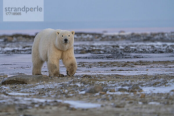 Eisbär (Ursus maritimus) bei Sonnenaufgang über der Hudson Bay in Nordkanada; Churchill  Manitoba  Kanada