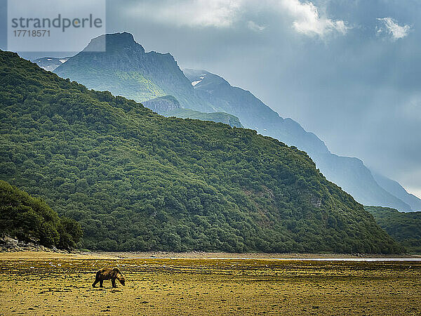 Küstenbraunbär (Ursus arctos horribilis)  der bei Ebbe am Strand entlang läuft und im Geographic Harbor grast; Katmai National Park and Preserve  Alaska  Vereinigte Staaten von Amerika