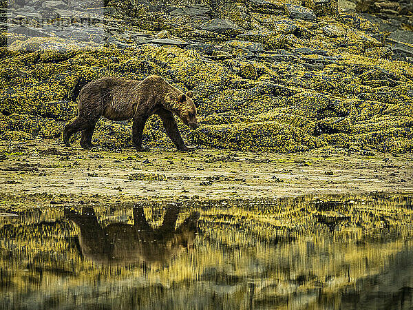 Küstenbraunbär (Ursus arctos horribilis)  der bei Ebbe im Geographic Harbor am Ufer entlangläuft und nach Muscheln gräbt; Katmai National Park and Preserve  Alaska  Vereinigte Staaten von Amerika