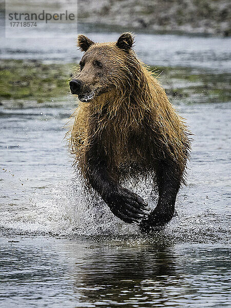 Küsten-Braunbär (Ursus arctos horribilis)  der im Wasser läuft und in der Kinak-Bucht Lachse fängt; Katmai National Park and Preserve  Alaska  Vereinigte Staaten von Amerika