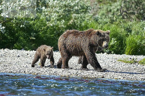 Braunbär mit Jungen (Ursus arctos horribilis)  der am felsigen Ufer eines Flusses auf einer Kiesbank entlangläuft; Katmai National Park and Preserve  Alaska  Vereinigte Staaten von Amerika