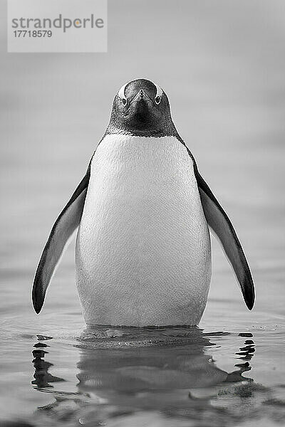 Monochromes Bild eines Eselspinguins (Pygoscelis papua)  der im seichten Wasser steht und direkt in die Kamera schaut. Er hat eine weiße Brust und einen schwarz-weißen Kopf  aufgenommen auf Cuverville Island vor der Antarktischen Halbinsel im Dezember 2021; Antarktis