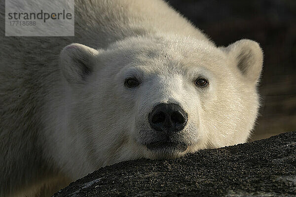 Nahaufnahme eines Eisbären (Ursus maritimus) in freier Wildbahn  in der Nähe von Churchill  Manitoba; Churchill  Manitoba  Kanada