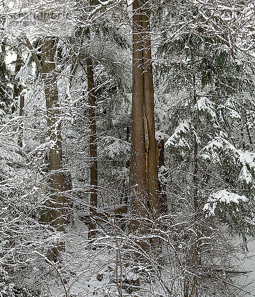 Nahaufnahme von schneebedeckten Bäumen in einem Wald; North Vancouver  British Columbia  Kanada