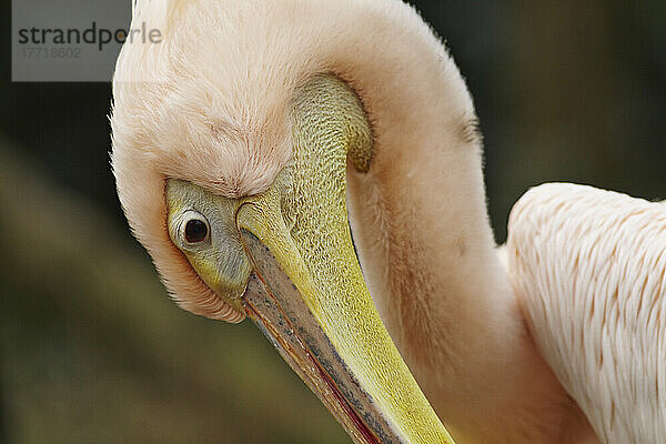 Nahaufnahme eines Weißen Pelikans (Pelecanus onocrotalus) im rosa Brutgefieder im Zoo von Shanghai; Shanghai  China