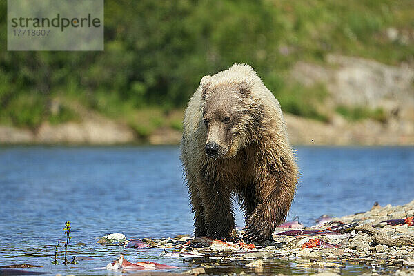 Braunbär (Ursus arctos horribilis) auf der Suche nach Lachsen am Ufer der Bristol Bay; Katmai National Park and Preserve  Alaska  Vereinigte Staaten von Amerika