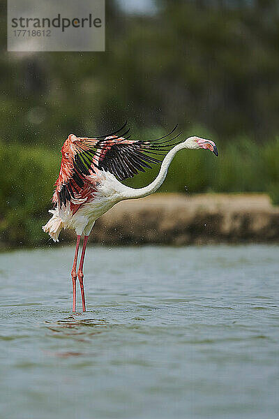 Großer Flamingo (Phoenicopterus roseus) schlägt mit seinen großen Flügeln im Wasser  Parc Naturel Regional de Camargue; Camargue  Frankreich