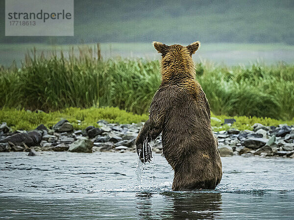 Blick von hinten auf einen Küstenbraunbären (Ursus arctos horribilis)  der auf den Hinterbeinen im Wasser steht und im Geographic Harbor nach Lachsen fischt; Katmai National Park and Preserve  Alaska  Vereinigte Staaten von Amerika