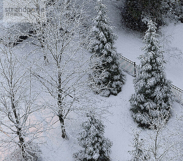 Schneebedeckte Bäume von oben gesehen; Surrey  British Columbia  Kanada