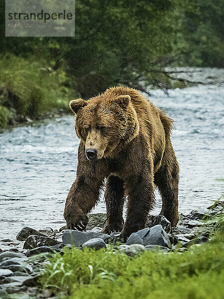 Küstenbraunbär (Ursus arctos horribilis)  der am felsigen Ufer entlangläuft und im Geographic Harbor nach Lachsen fischt; Katmai National Park and Preserve  Alaska  Vereinigte Staaten von Amerika