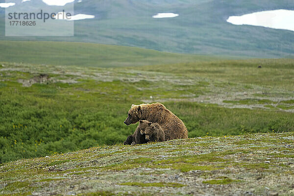 Braunbär (Ursus arctos horribilis)  der mit seinen beiden Jungen auf einem Hügel sitzt; Katmai National Park and Preserve  Alaska  Vereinigte Staaten von Amerika