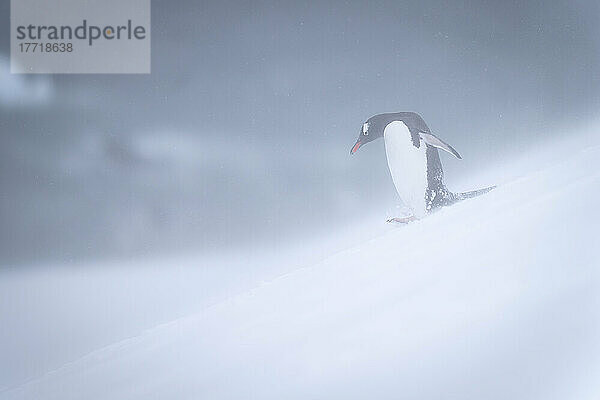 Eselspinguin (Pygoscelis papua) watschelt im Schneesturm den Hang hinunter; Antarktis