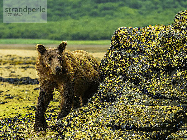 Nahaufnahme eines jungen Küstenbraunbären (Ursus arctos horribilis)  der bei Ebbe im Geographic Harbor nach Muscheln gräbt; Katmai National Park and Preserve  Alaska  Vereinigte Staaten von Amerika