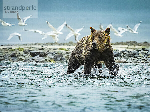 Küstenbraunbär (Ursus arctos horribilis)  der im Wasser läuft und im Geographic Harbor nach Lachsen fischt  während im Hintergrund ein Schwarm Möwen fliegt; Katmai National Park and Preserve  Alaska  Vereinigte Staaten von Amerika