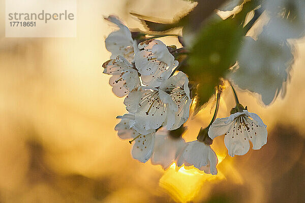 Nahaufnahme der Blüten des Sauerkirschbaums (Prunus cerasus) im Gegenlicht des goldenen Sonnenlichts im Frühling; Bayern  Deutschland