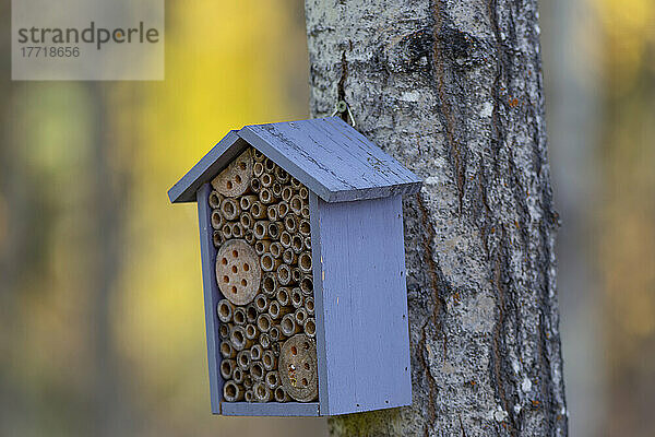 Bienen-Nisthaus auf einem Baum; Smithers  British Columbia  Kanada