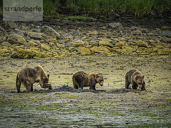 Küstenbraunbären (Ursus arctos horribilis) grasen und graben Muscheln bei Ebbe im Geographic Harbor; Katmai National Park and Preserve  Alaska  Vereinigte Staaten von Amerika