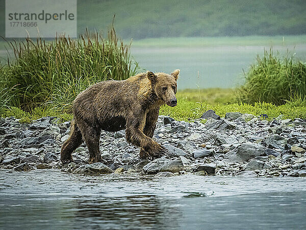 Küstenbraunbär (Ursus arctos horribilis)  der am felsigen Ufer entlangläuft und im Geographic Harbor nach Lachsen fischt; Katmai National Park and Preserve  Alaska  Vereinigte Staaten von Amerika