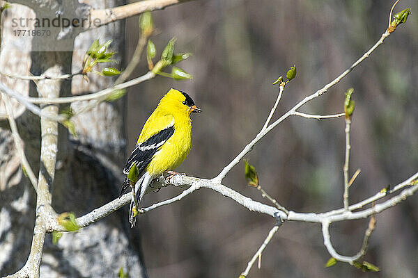 Stieglitz (Spinus tristis) auf einem Zweig sitzend; Wyoming  Vereinigte Staaten von Amerika