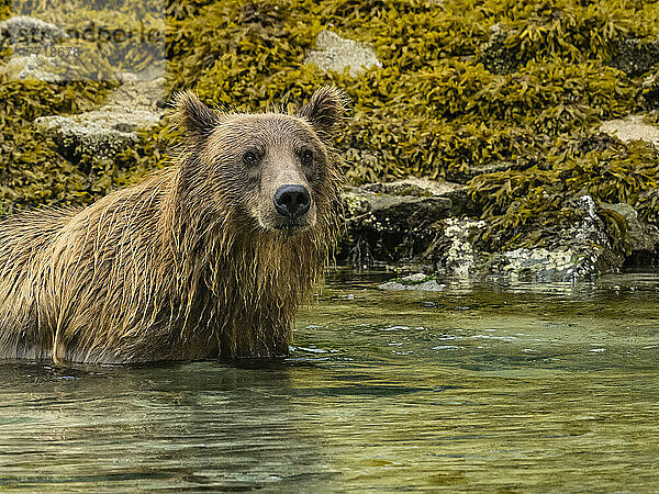 Küstenbraunbär (Ursus arctos horribilis) beim Fischen in der Kinak Bay; Katmai National Park and Preserve  Alaska  Vereinigte Staaten von Amerika