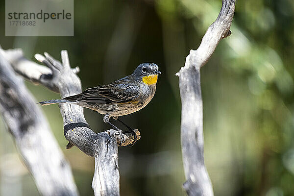 Virginia's Warbler (Leiothlypis virginiae) im Ash Canyon Bird Sanctuary in den Huachuca Mountains im Südosten von Arizona; Sierra Vista  Arizona  Vereinigte Staaten von Amerika