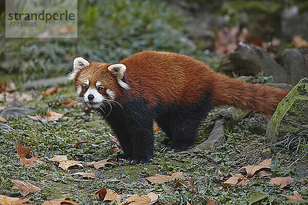 Porträt eines Kleinen Pandas (Ailurus fulgens) (chinesische Variante) im Zoo von Shanghai; Shanghai  China