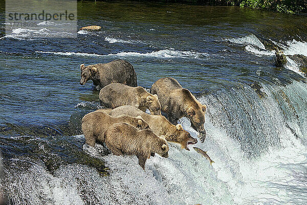 Braunbären mit Jungen (Ursus arctos horribilis)  die im Fluss auf einem Felsvorsprung bei den Brook Falls stehen und Lachse mit ihren Mäulern fangen  die sich in der Bristol Bay tummeln; Katmai National Park and Preserve  Alaska  Vereinigte Staaten von Amerika