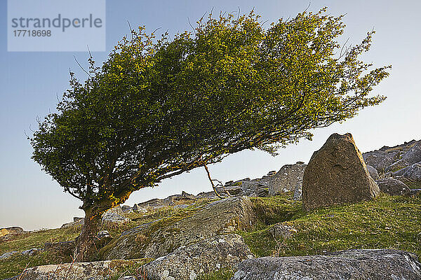 Windgezackter Weißdornbaum  in der Nähe des Cheesewring  im Bodmin Moor  in der Nähe von Liskeard  Cornwall  Großbritannien; Cornwall  England