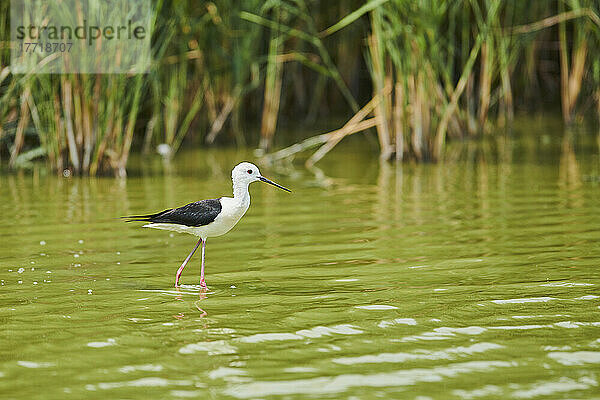 Stelzenläufer (Himantopus himantopus) beim Waten im seichten Wasser  Parc Naturel Regional de Camargue; Camargue  Frankreich