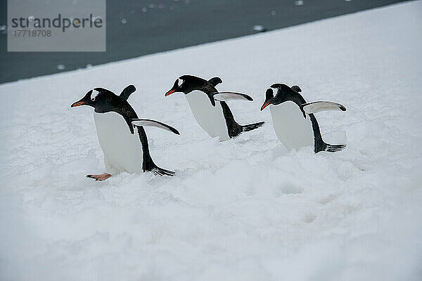 Eselspinguine (Pygoscelis papua) bei einer Wanderung auf Darco Island; Antarktis