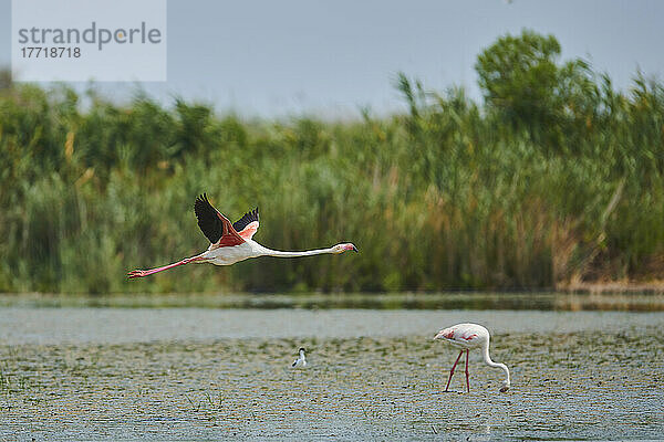 Großer Flamingo (Phoenicopterus roseus) im Tiefflug über Wasser  Parc Naturel Regional de Camargue; Frankreich