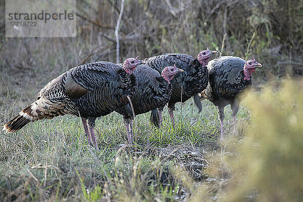 Wilde Truthähne (Meleagris gallopavo) in der Slippery Ann Elk Viewing Area im Charles M. Russell National Wildlife Refuge; Montana  Vereinigte Staaten von Amerika