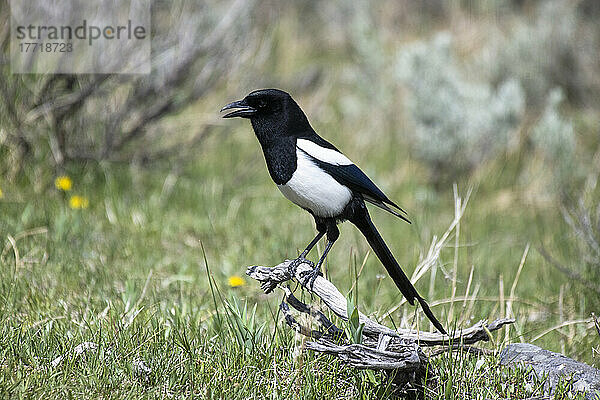 Schwarzschnabelelster (Pica hudsonia) auf Totholz auf dem Boden im Yellowstone National Park; Wyoming  Vereinigte Staaten von Amerika