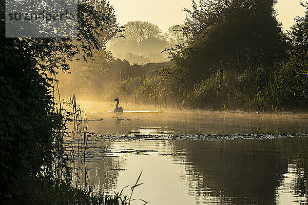 Ein einsamer Schwan schwimmt bei Sonnenaufgang einen nebligen Fluss hinauf; Brighton  East Sussex  England