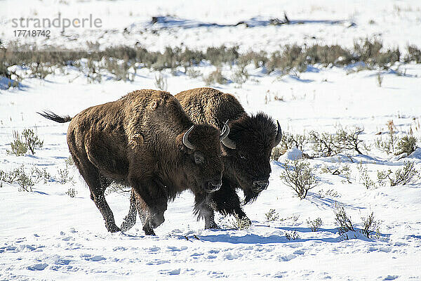 Männlicher und weiblicher Bison (Bison bison) laufen nebeneinander durch den Schnee im Yellowstone National Park; Wyoming  Vereinigte Staaten von Amerika