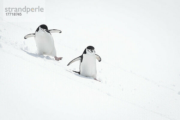 Zwei Zügelpinguine (Pygoscelis antarcticus) rutschen einen verschneiten Hügel hinunter; Antarktis